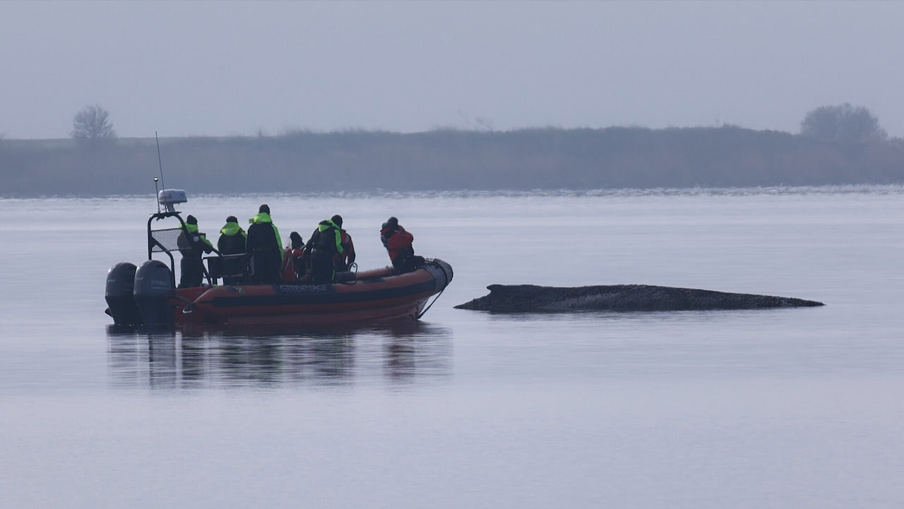 Gestrandeter Buckelwal vor Insel Poel. Foto: dpa