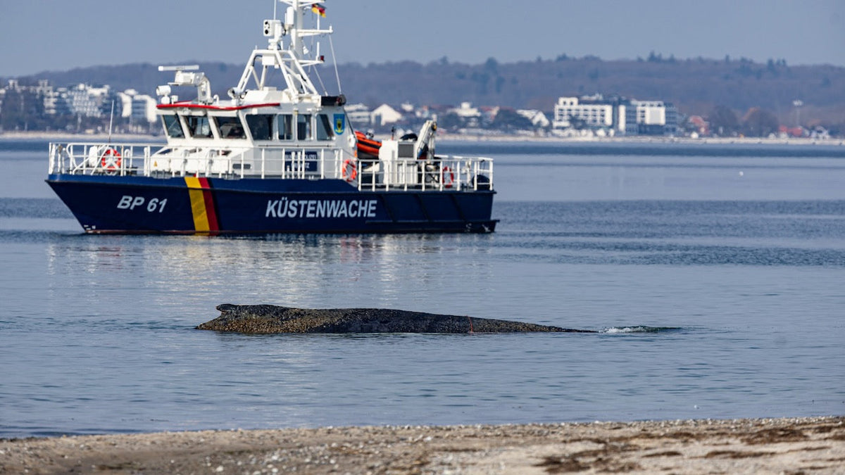 Wal hat sich vor Niendorf befreit und schwimmt in offener Ostsee
