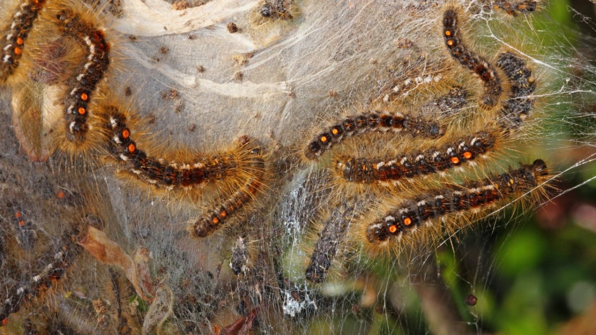 Goldafter – Helgoland warnt vor giftiger Raupe auf den Inseln - Ankerherz Verlag