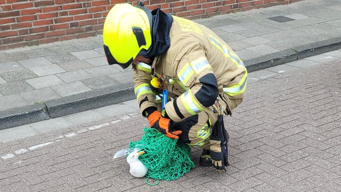 Möwe in Not: Kurioser Einsatz für die Feuerwehr auf Norderney - Ankerherz Verlag