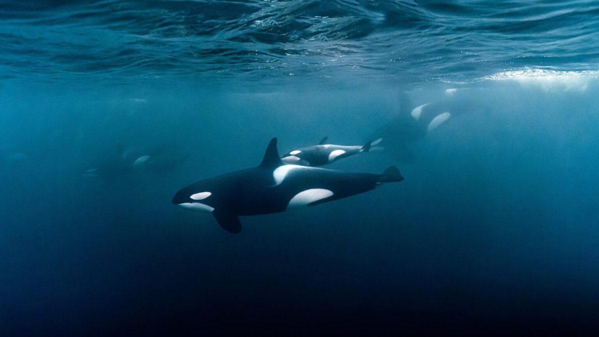 Orcas attackieren und versenken Schweizer Segeljacht vor Gibraltar - Ankerherz Verlag