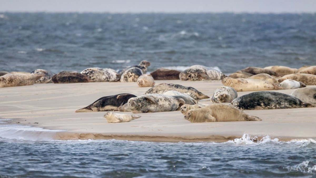 Polizei Borkum warnt Urlauber: Lasst die Seehunde in Ruhe! - Ankerherz Verlag