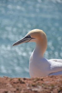 Helgoland-Tour mit Bootsausflug - 25. Mai 2024 - Ankerherz Verlag
