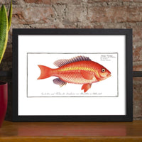 Poster Goldfisch ab 21x30 - Ankerherz Verlag
